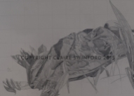 Study: Violet | 2015 | Graphite on paper, 36x24" framed | $210
